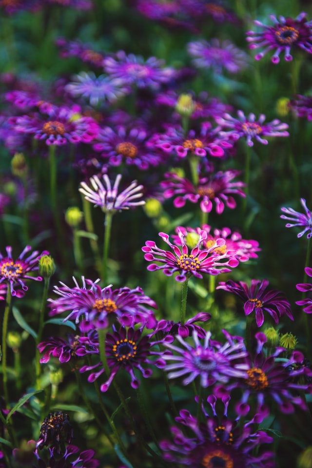 purple and pink wildflowers